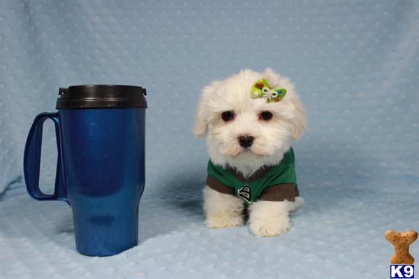 lvpuppyheaven Picture 2